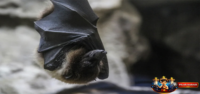 Singapura Perketat Skrining Kesehatan Bandara Akibat Virus Nipah