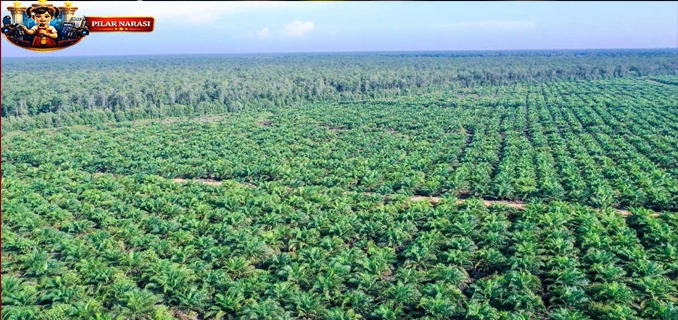 Suara Dari Lapangan Pemantauan Sipil Uji Kredibilitas Sertifikasi Sawit Indonesia